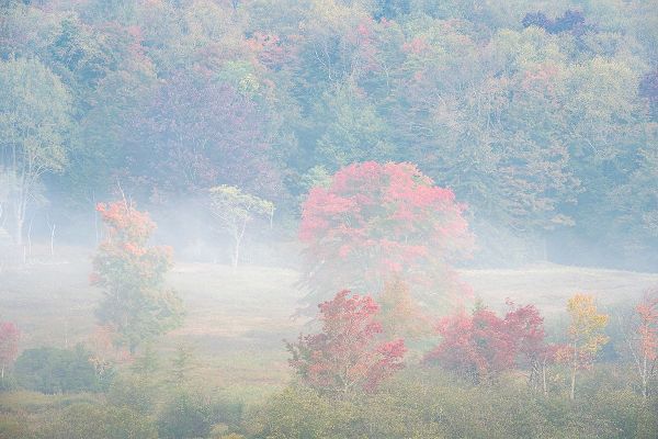 Jaynes Gallery 아티스트의 USA-West Virginia-Davis Foggy forest in fall colors작품입니다.